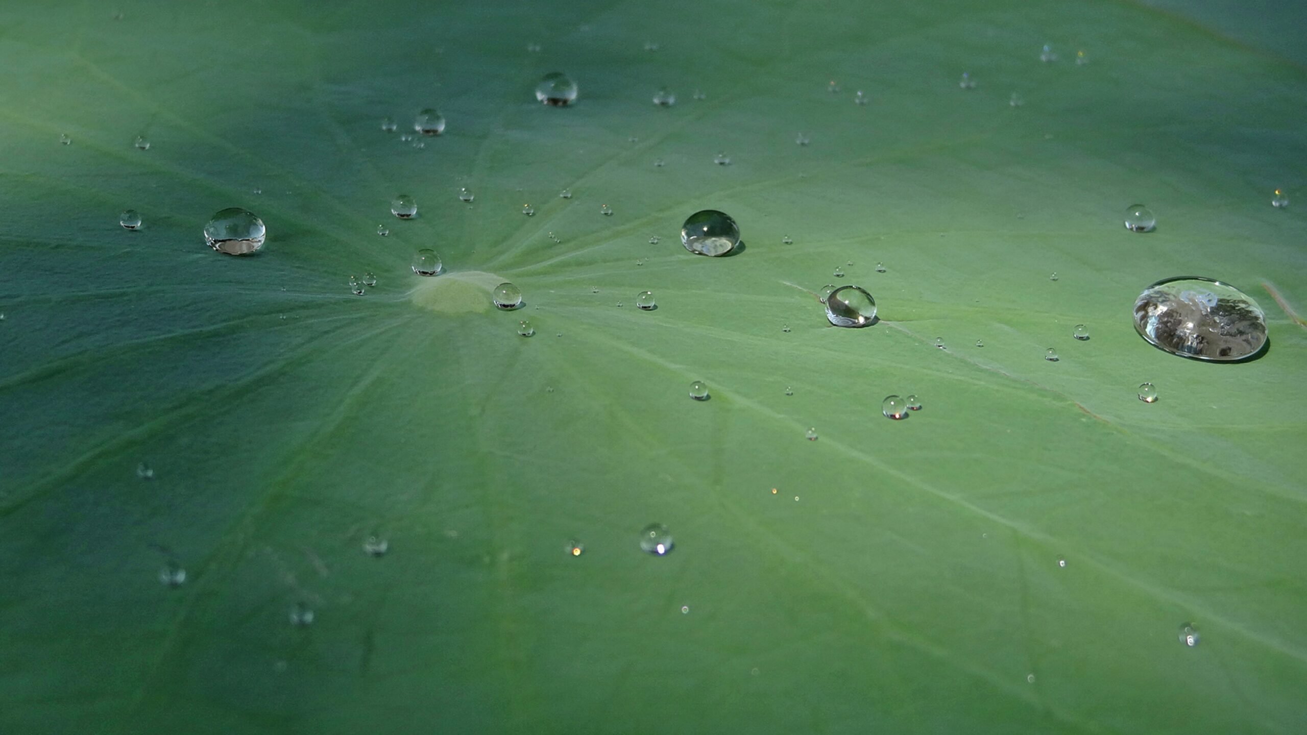 ハスの葉の表面で丸い水滴がはじかれている様子