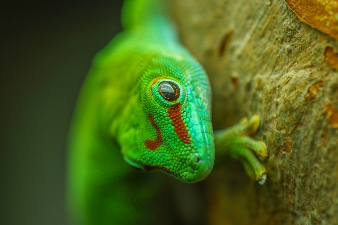 緑色のヤモリが枝にとまり、足指を広げている様子